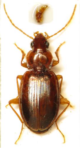 Ocys harpaloides