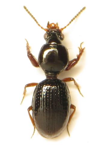 Dyschirius sp.