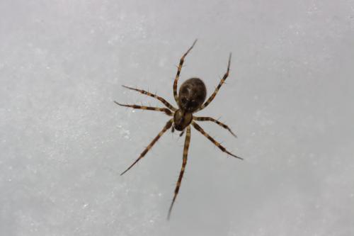 Réf. 296 363 : Labulla thoracica