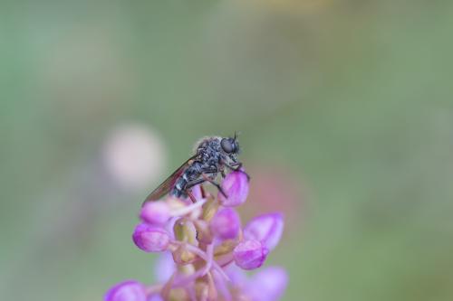 Réf. 296 168 : Leptarthrus brevirostris