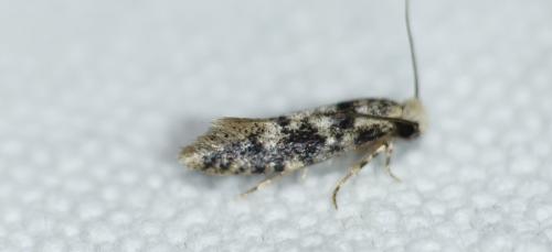 Réf. 296 310 : Infurcitinea albicomella