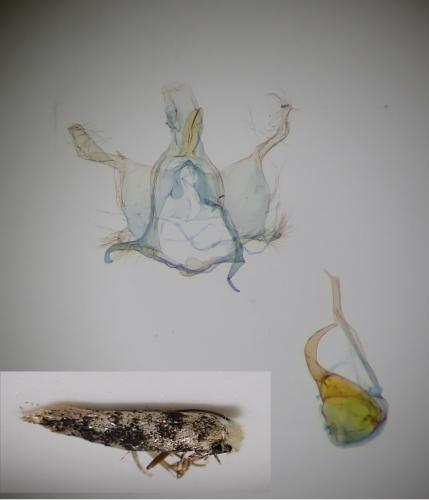 Réf. 296 348 : Infurcitinea albicomella