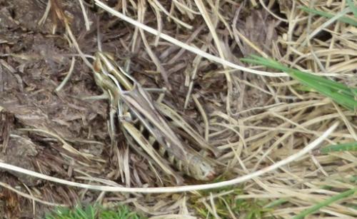 Stenobothrus stigmaticus