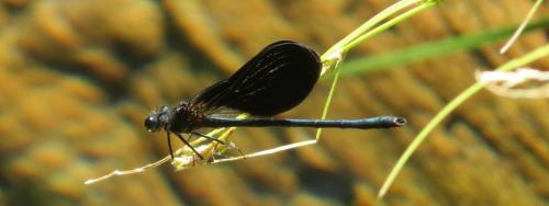 Calopteryx haemorrhoidalis