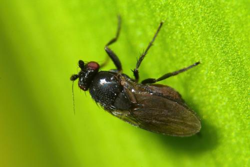 Réf. 296 211 : Leptocera sp.