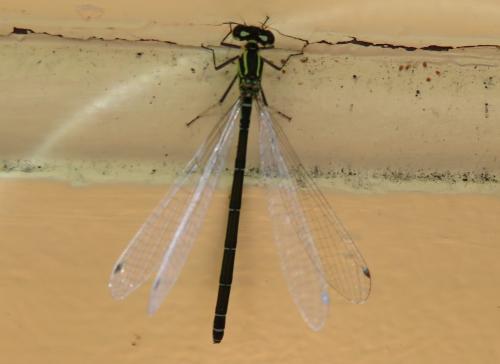 Réf. 296 389 : Coenagrion sp.