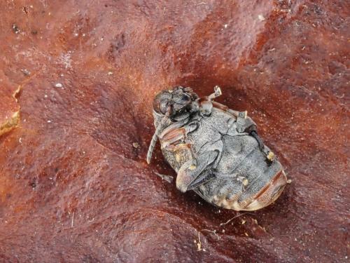 Réf. 296 365 : Megabruchidius dorsalis