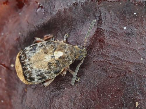 Réf. 296 364 : Megabruchidius dorsalis
