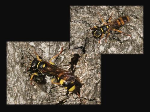 Réf. 296 182 : Mellinus arvensis