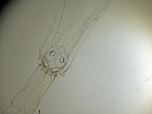 Mesopodopsis slabberi