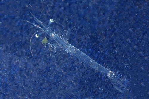 Réf. 296 832 : Mesopodopsis slabberi