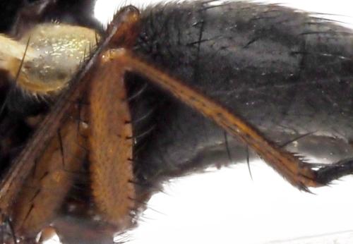 Phaonia tuguriorum