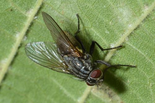 Réf. 296 782 : Muscina prolapsa