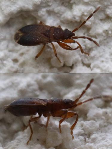 Notochilus ferrugineus