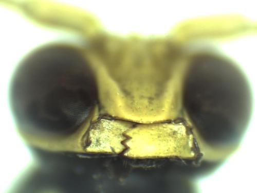 Polistes associus