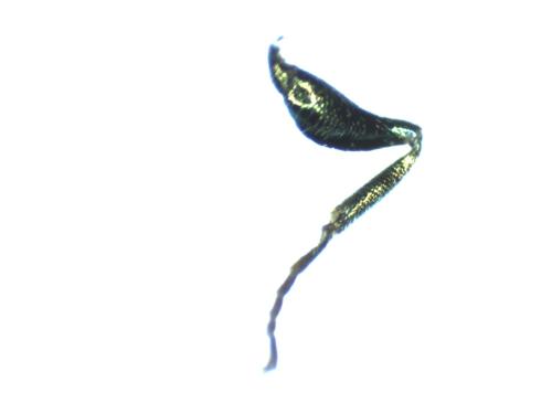 Pseudomalus auratus