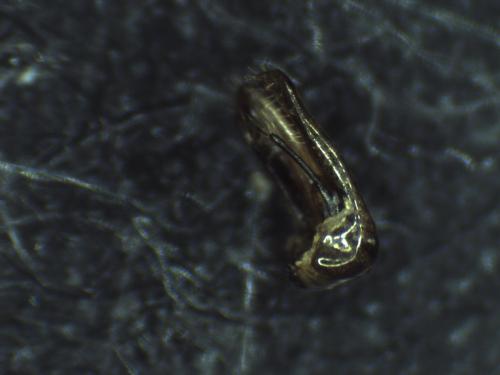Réf. 296 993 : Hedychrum rutilans