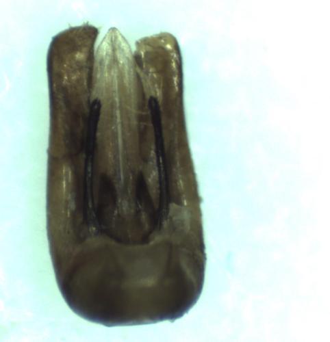 Réf. 296 992 : Hedychrum rutilans