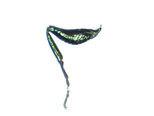 Pseudomalus auratus