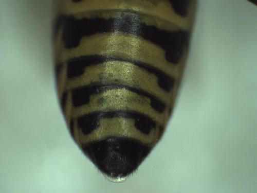 Polistes associus