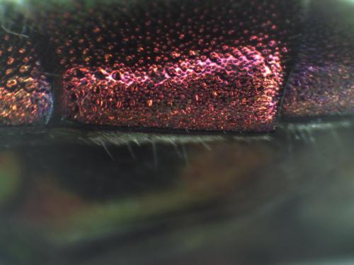 Réf. 296 816 : Chrysis longula