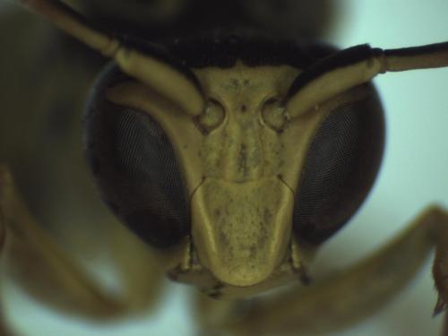 Réf. 296 611 : Polistes associus