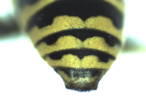 Polistes associus