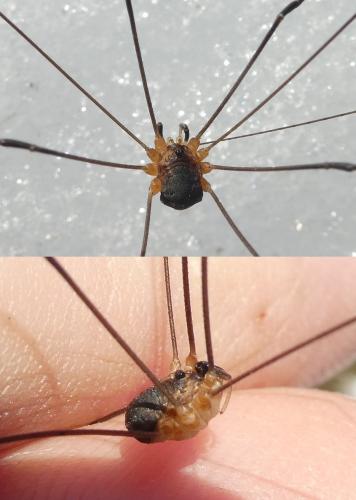 Réf. 296 075 : Leiobunum apenninicum