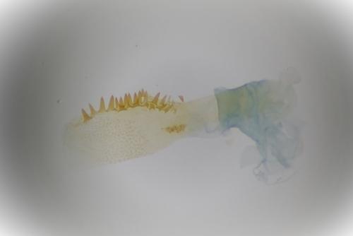 Phycitodes albatella