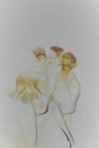 Tischeria dodonaea