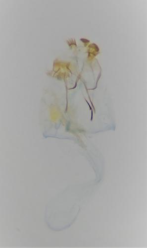 Tischeria dodonaea