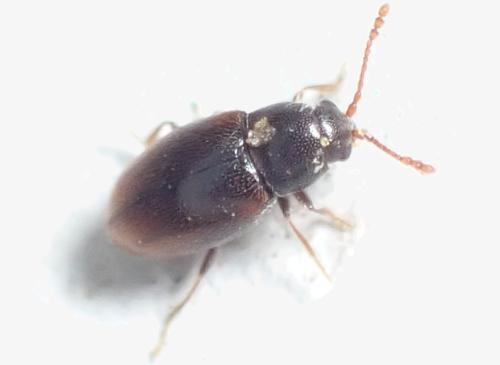 Atomaria sp.