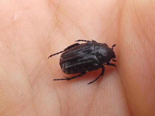 Oxythyrea funesta