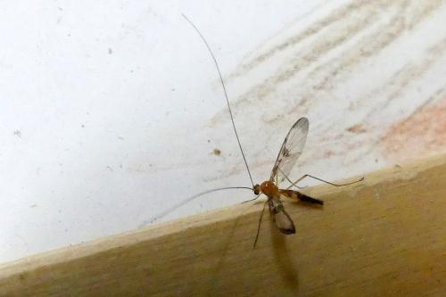 Réf. 296 337 : Macrocera phalerata
