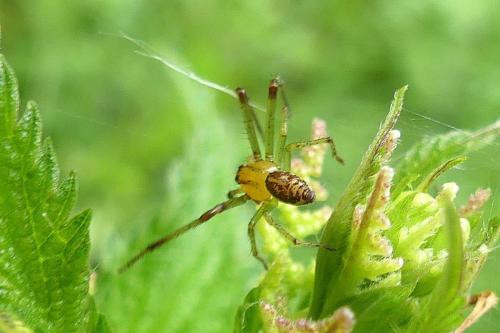 Réf. 296 855 : Diaea dorsata