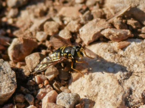 Chrysotoxum sp.