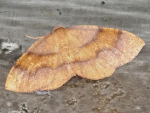 Plagodis pulveraria