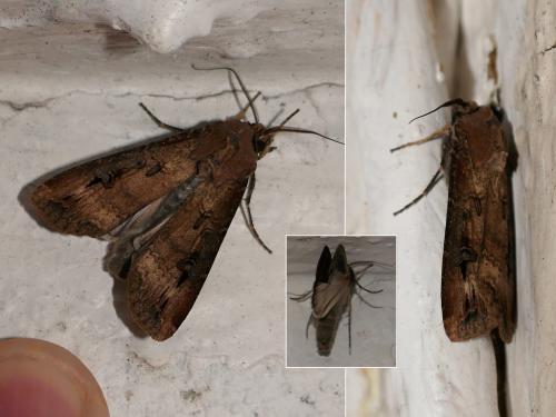 Réf. 296 012 : Agrotis ipsilon