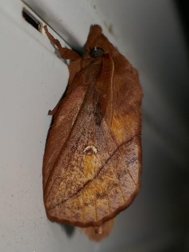 Réf. 296 013 : Euthrix potatoria