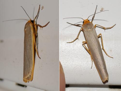 Eilema complana