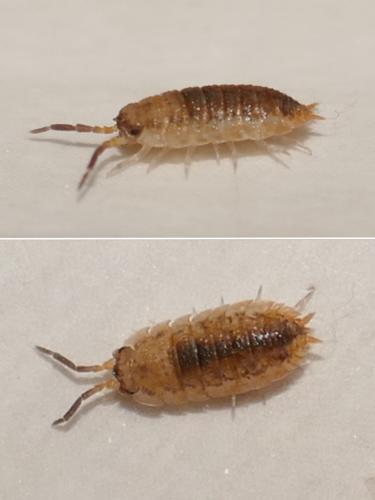 Porcellio scaber