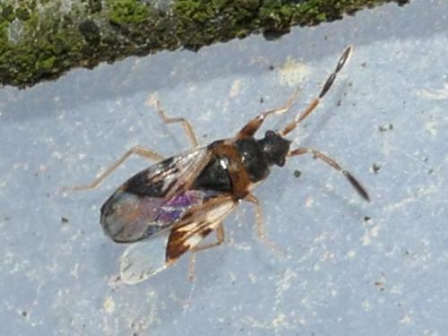 Scolopostethus sp.