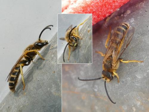 Réf. 296 357 : Halictus scabiosae