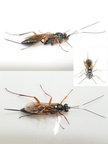Cryptinae