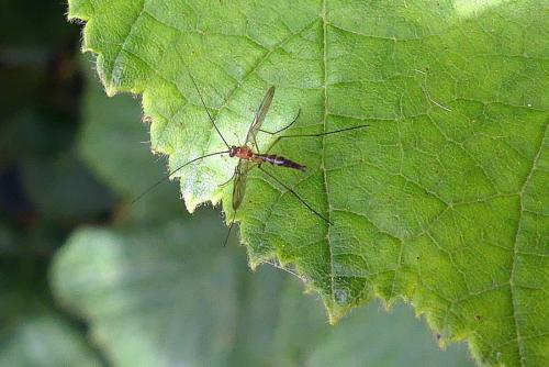 Macrocera sp.