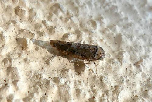 Réf. 296 585 : Allygus sp.