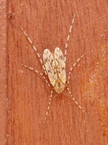 Ablabesmyia sp.