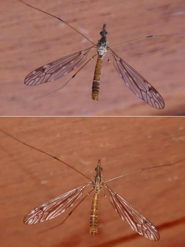 Tipula confusa