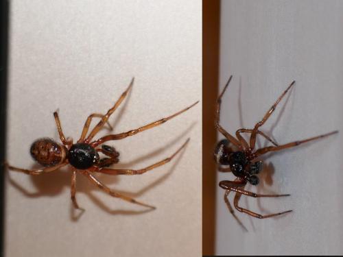 Steatoda bipunctata