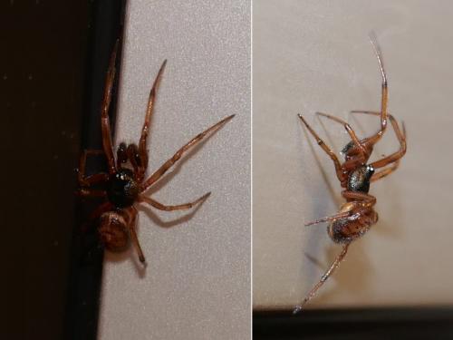 Steatoda bipunctata